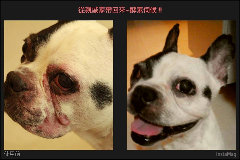 台湾宠物护理1