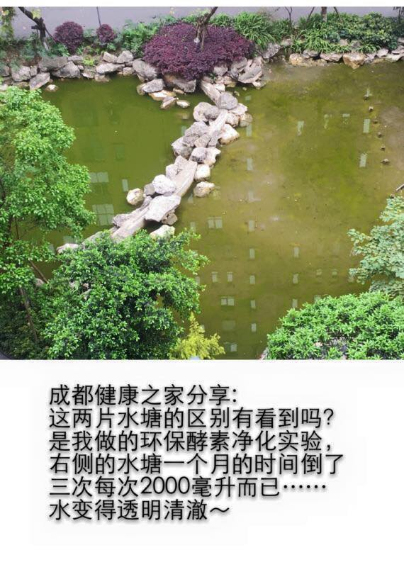 中国 净化水塘